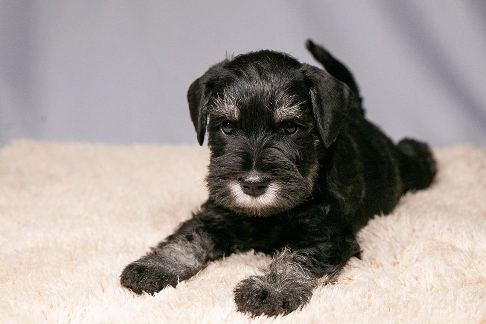 Наш шикарный щеночек предлагается! Юдай/ Делинсо Бэлэнс Юдай Гин-Куро/ Delinso Balance Yudai Gin-Kuro