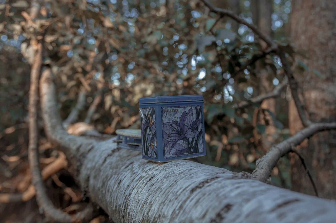 Tthrough the forest. Asya Bobritskaya is a multidisciplinary artist