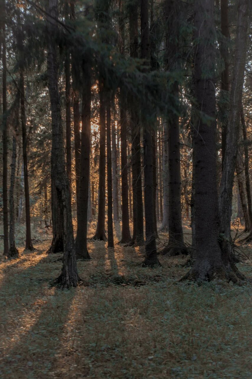 Tthrough the forest. Asya Bobritskaya is a multidisciplinary artist