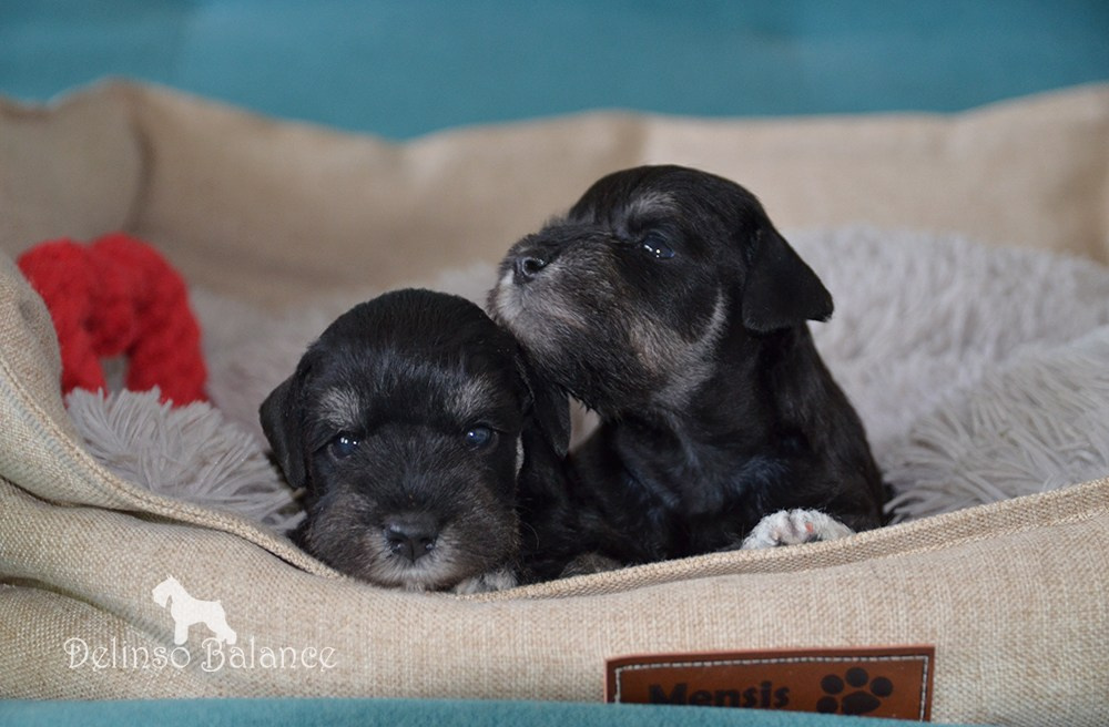 Питомник Делинсо Бэлэнс, щенки цвергшнауцера, купить щенка цвергшнауцера, питомник цвергшнауцеров, кобель цвергшнауцера для вязки, щенок цвергшнауцера, питомник цвергшнауцеров, черный с серебром, цверг, лучший питомник в беларуси, цвергшнауцеры минск, питомник цвергшнауцеров Минск, цвергшнауцер