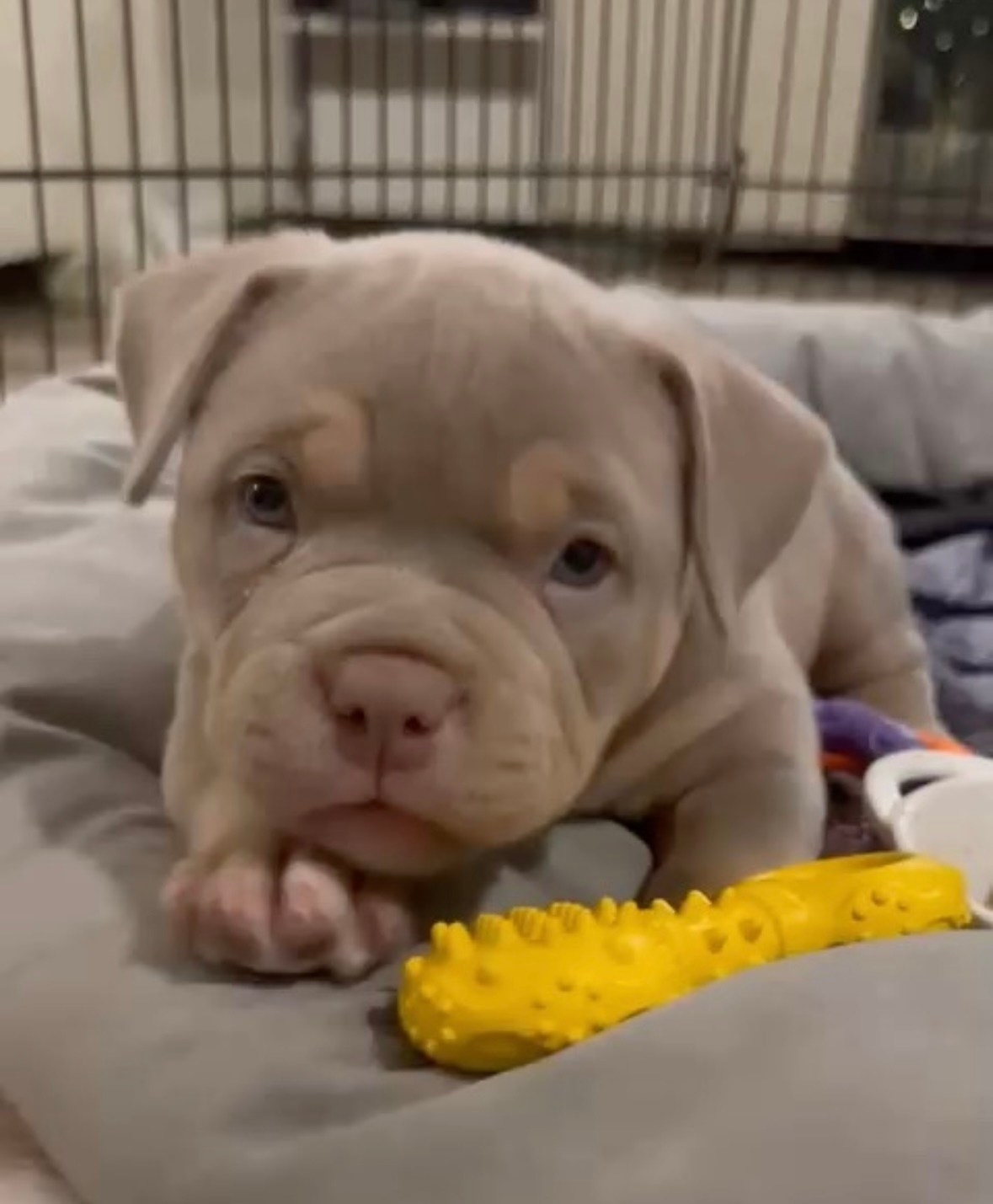 Bounty Pride Bully Tyron. Питомник американских булли Bounty Pride Bully