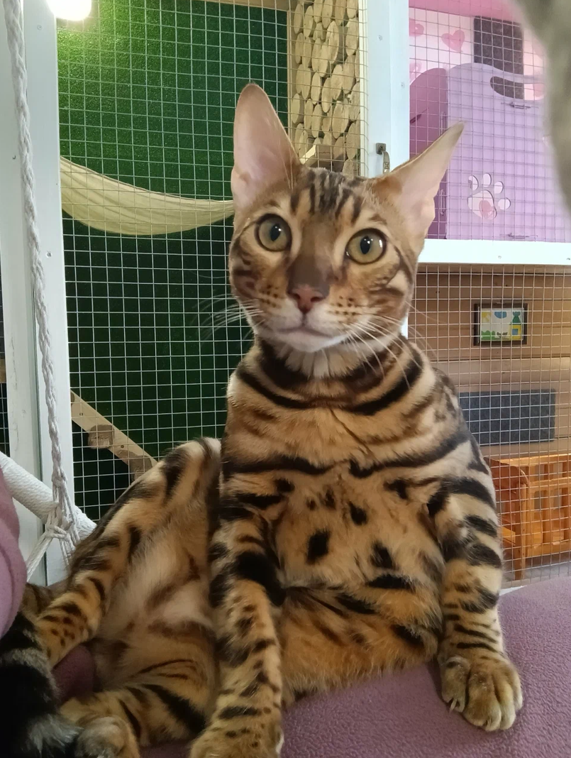 Оскар — энергичный бенгальский весельчак. Гостиница для кошек Усики и хвостики, Красноярск