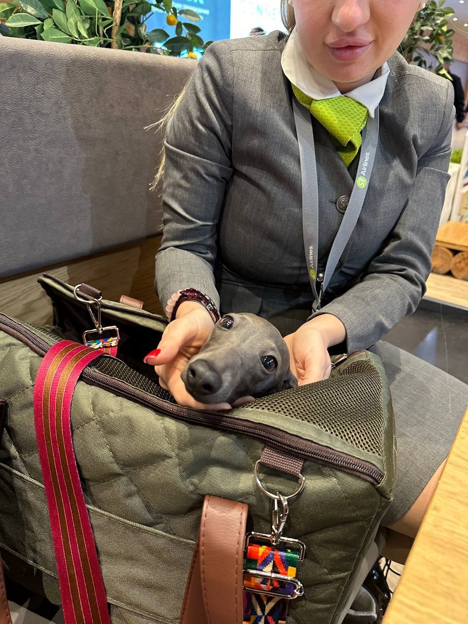 Итоги февраля. Профессиональный питомник левреток РКФ/FCI ASTI SAPPHIRE 💎 Сочи|Санкт-Петербург