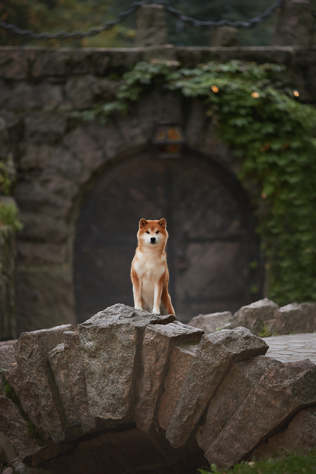 Фотопрогулка для заводчика. ФОТОГРАФ-АНИМАЛИСТ l LANA POLYAKOVA