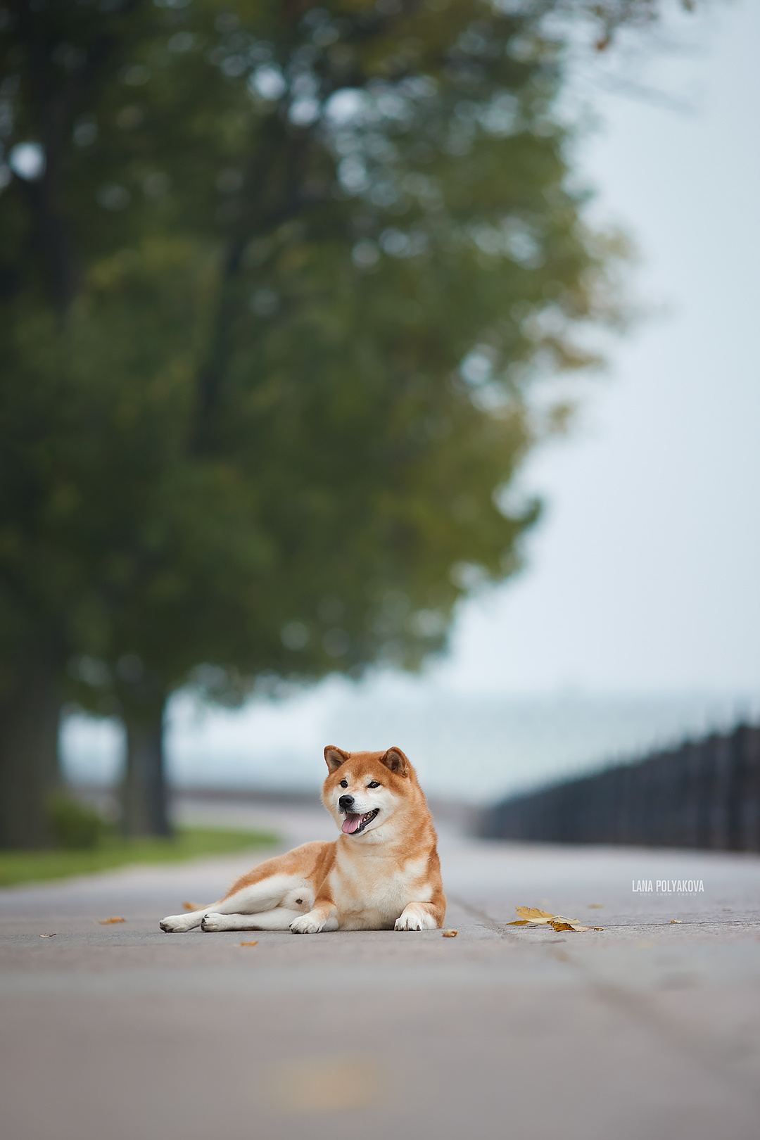Фотопрогулка для заводчика. ФОТОГРАФ-АНИМАЛИСТ l LANA POLYAKOVA