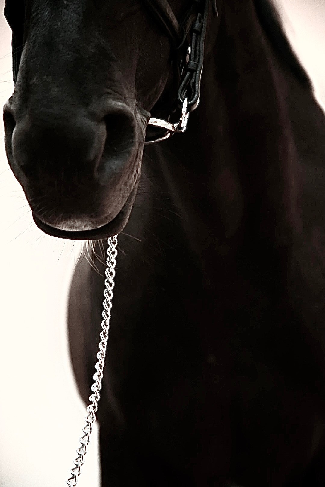 Hors. Maria Poleshchuk, commercial photographer in Sydney