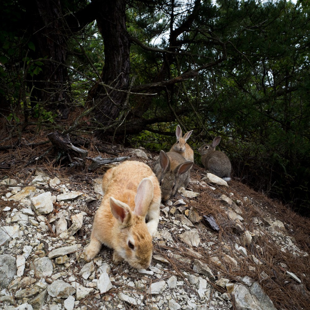 INTERVIEW WITH THE ARTIST: YOSHIKATSU FUJII. Самоорганизация Низина