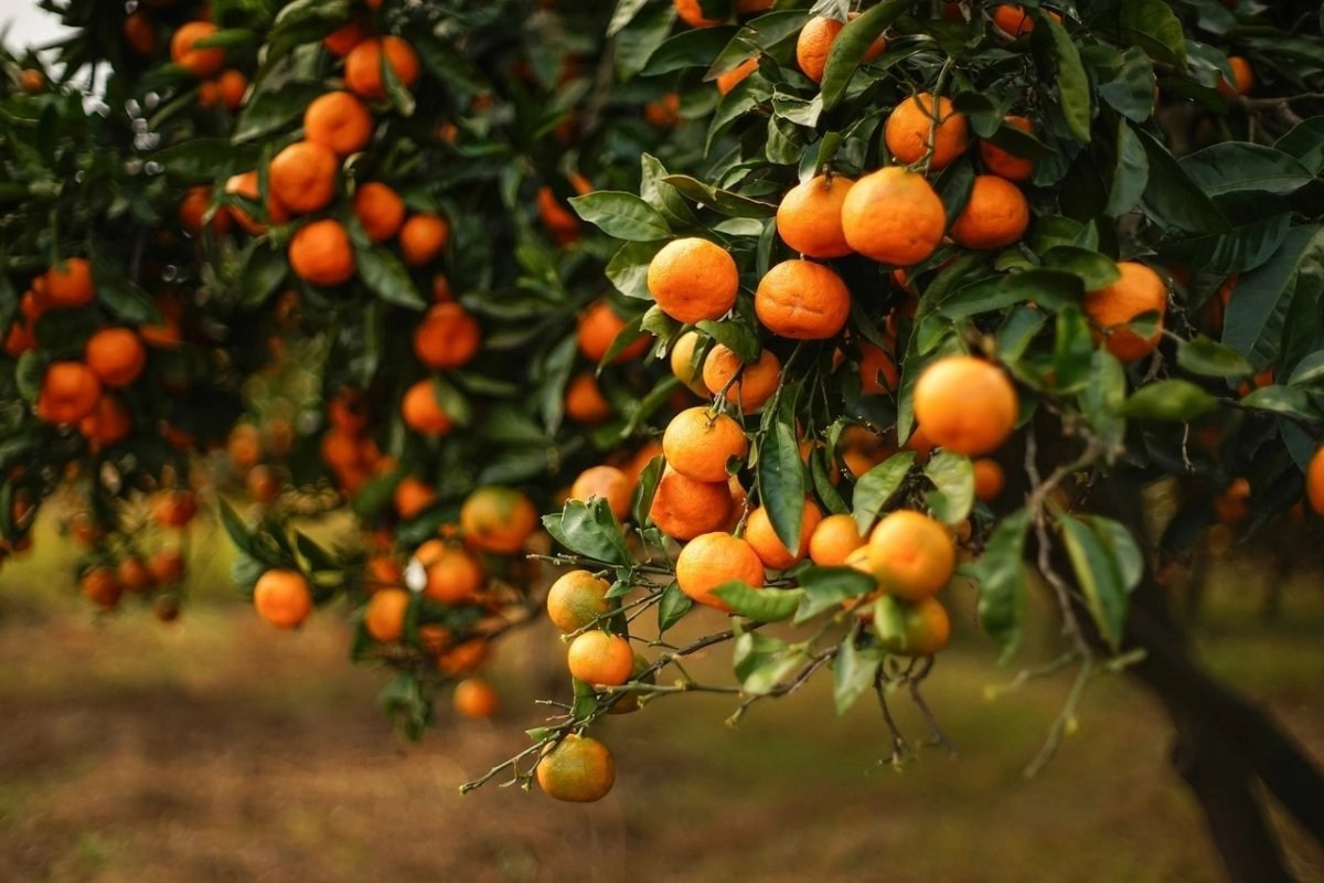 Абхазия. «Мандариновое настроение». Ольга Котова