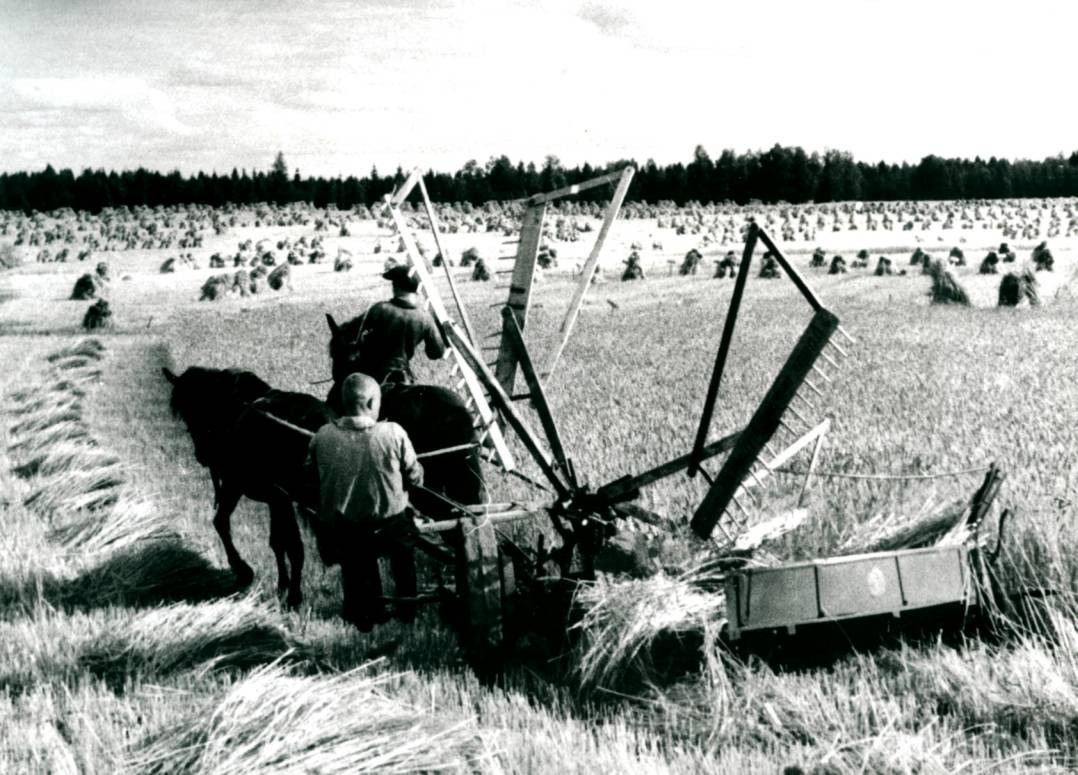 Сельсовет. История Назиевского городского поселения