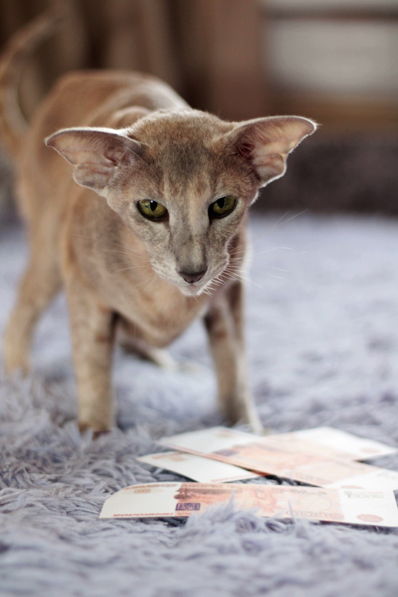 Катя Попова|ЛайфСтайл фотограф