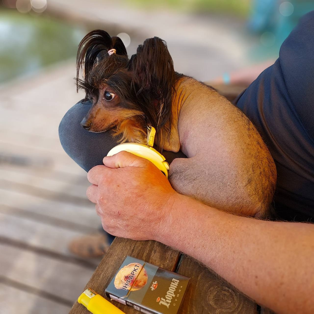 Our Vikusya is on vacation with her family. Chinese Crested Dog Kennel Poale Ell