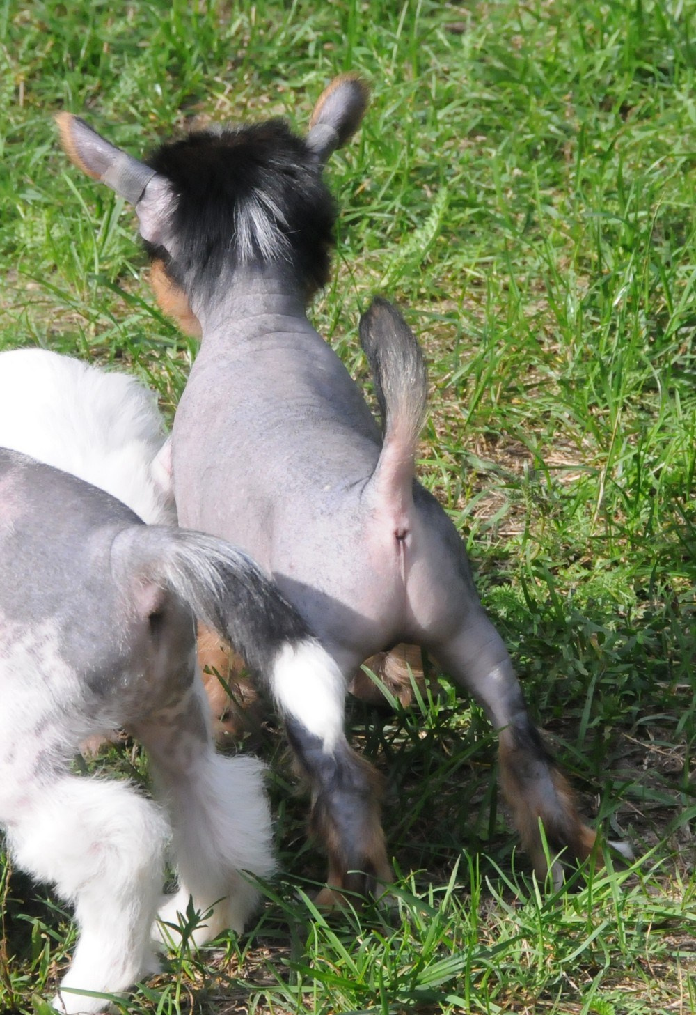 Sasquehanna Ella. Poale Ell Chinese Crested Dog Kennel: Buy a puppy from the kennel