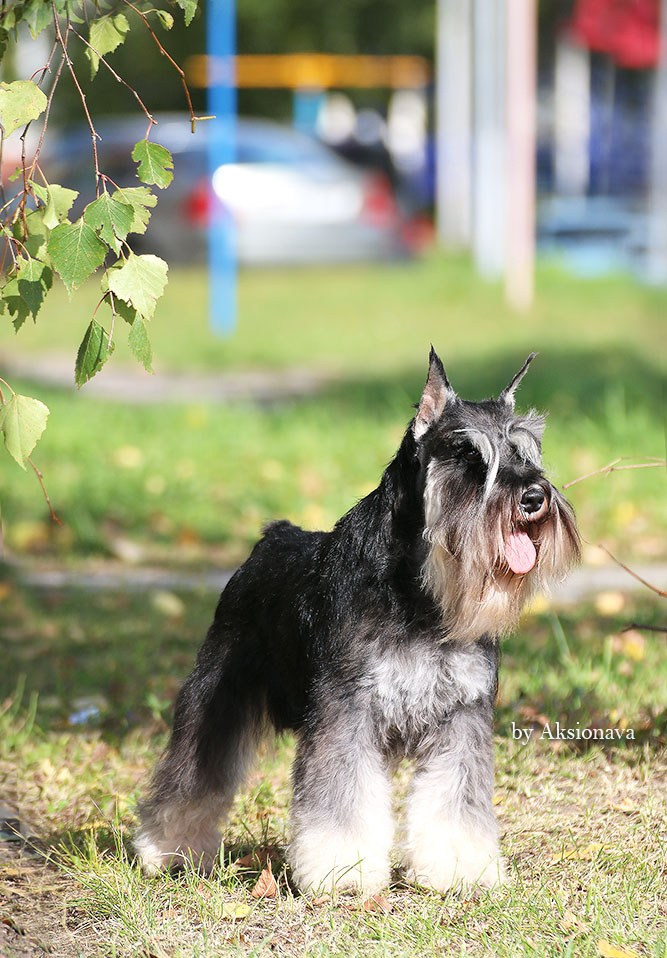 Софи/Asson Ari Vivien Marceau. Питомник цвергшнауцеров в Беларуси «Делинсо Бэлэнс»