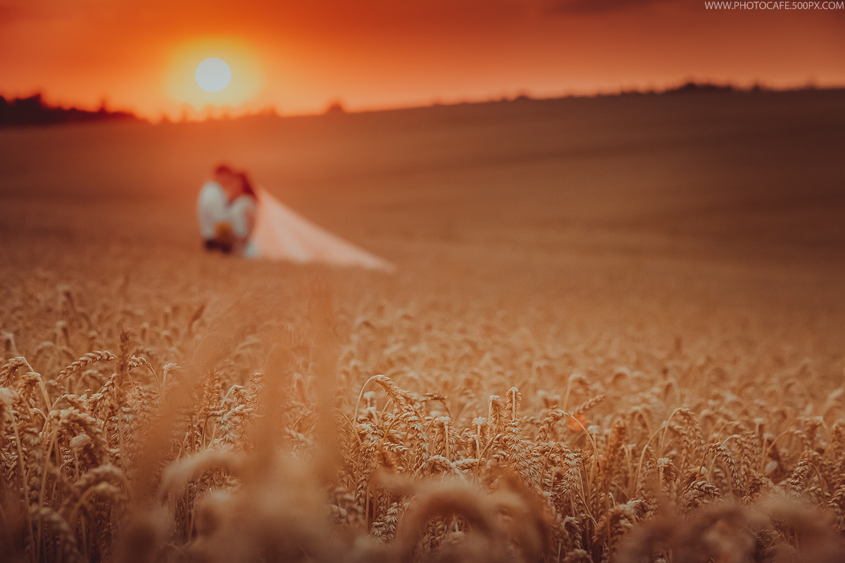 A & L. Wedding in a Fields of Gold. Destination wedding photographer in Iceland, Spain, Italy, Greece and