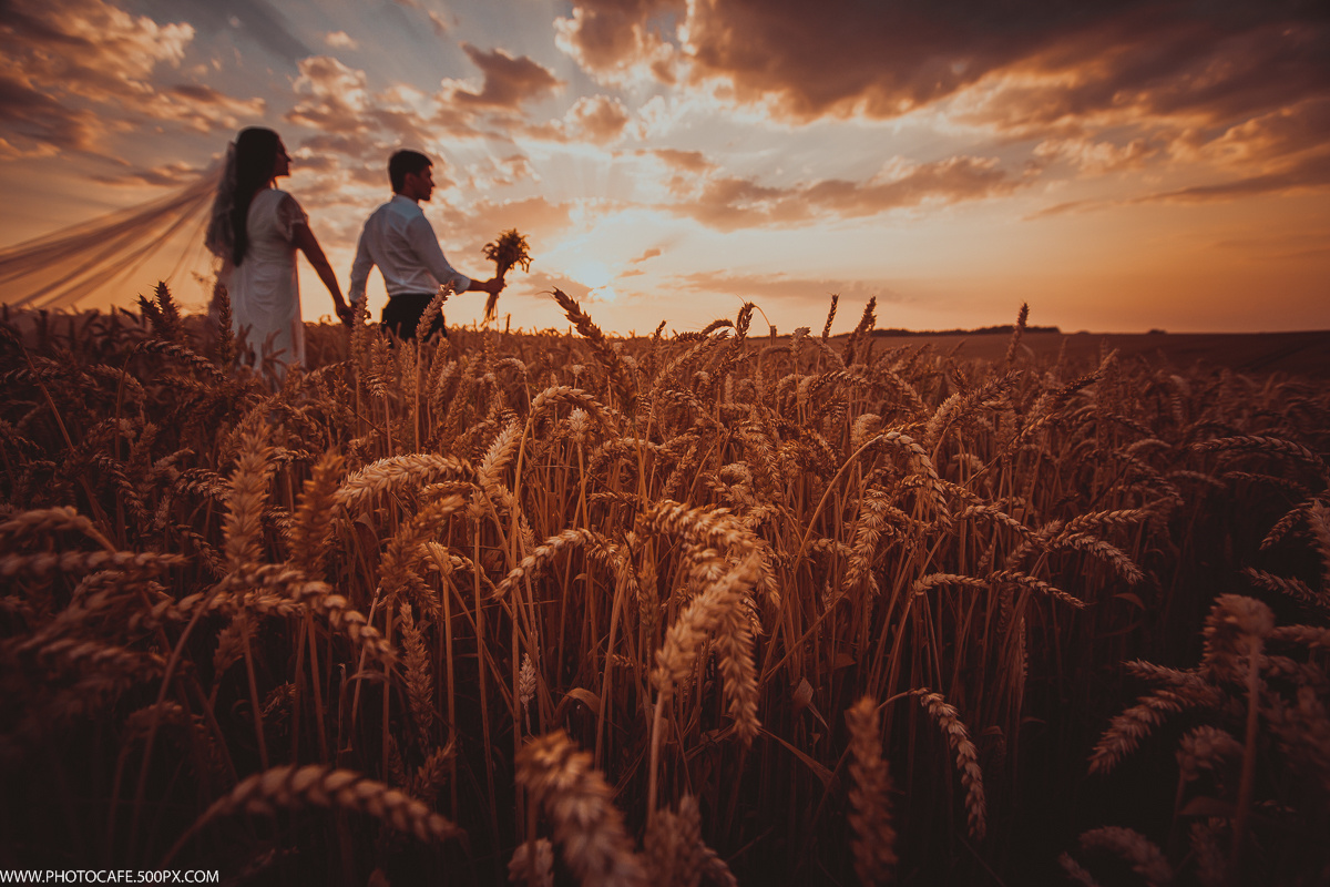 A & L. Wedding in a Fields of Gold. Destination wedding photographer in Iceland, Spain, Italy, Greece and
