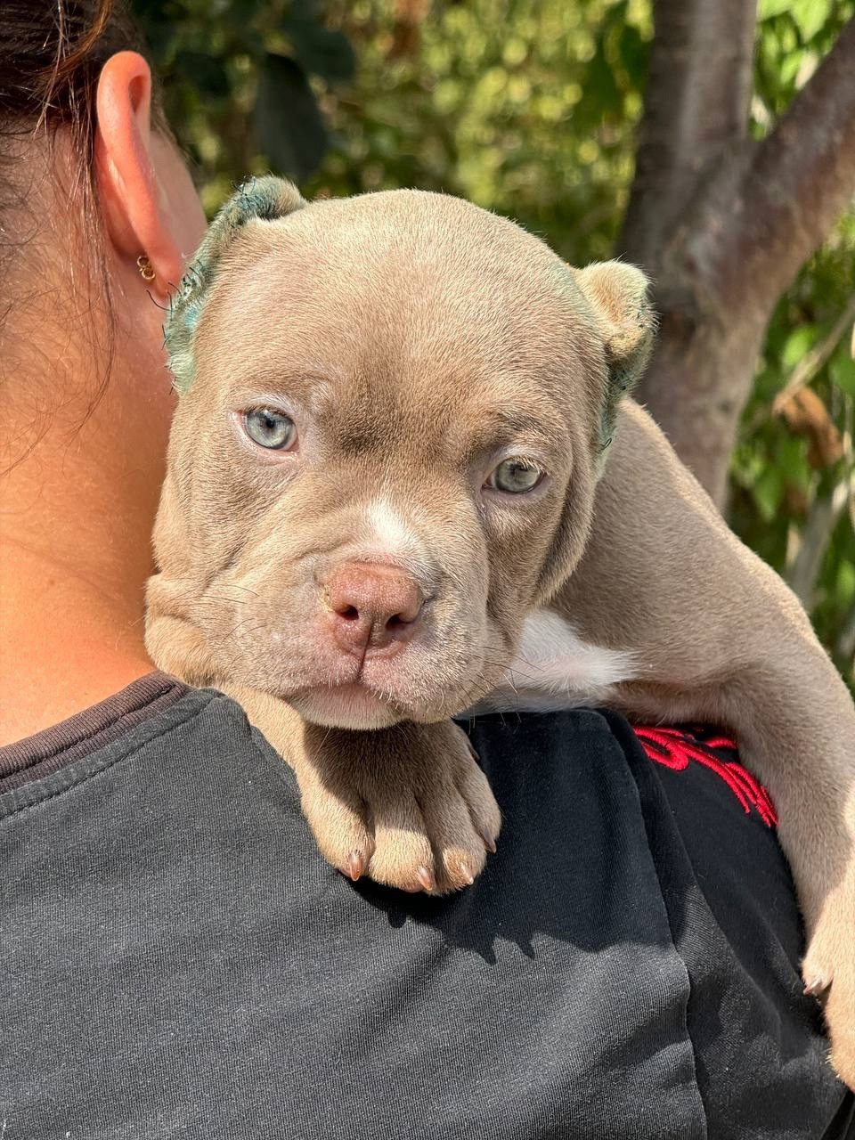 купить щенка American Bully в Воронеже