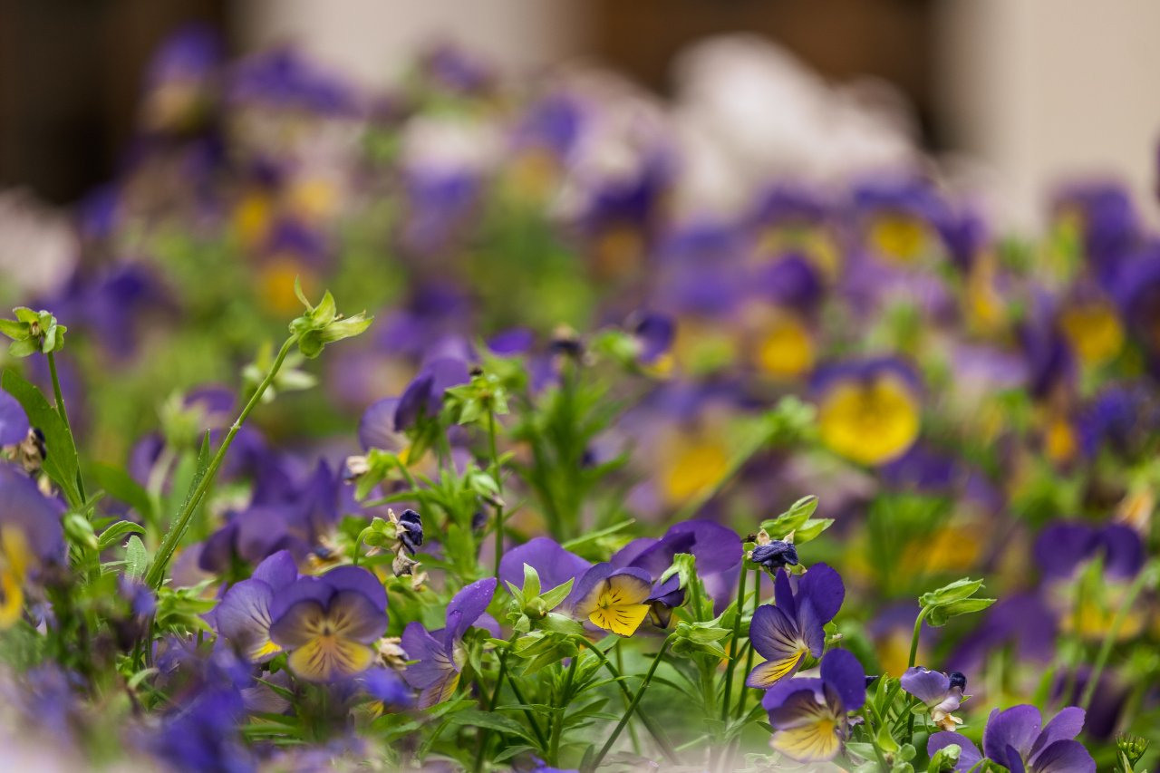 Прогулка по Москве, Ивановская горка. Фотограф в Москве Ирина Иванова