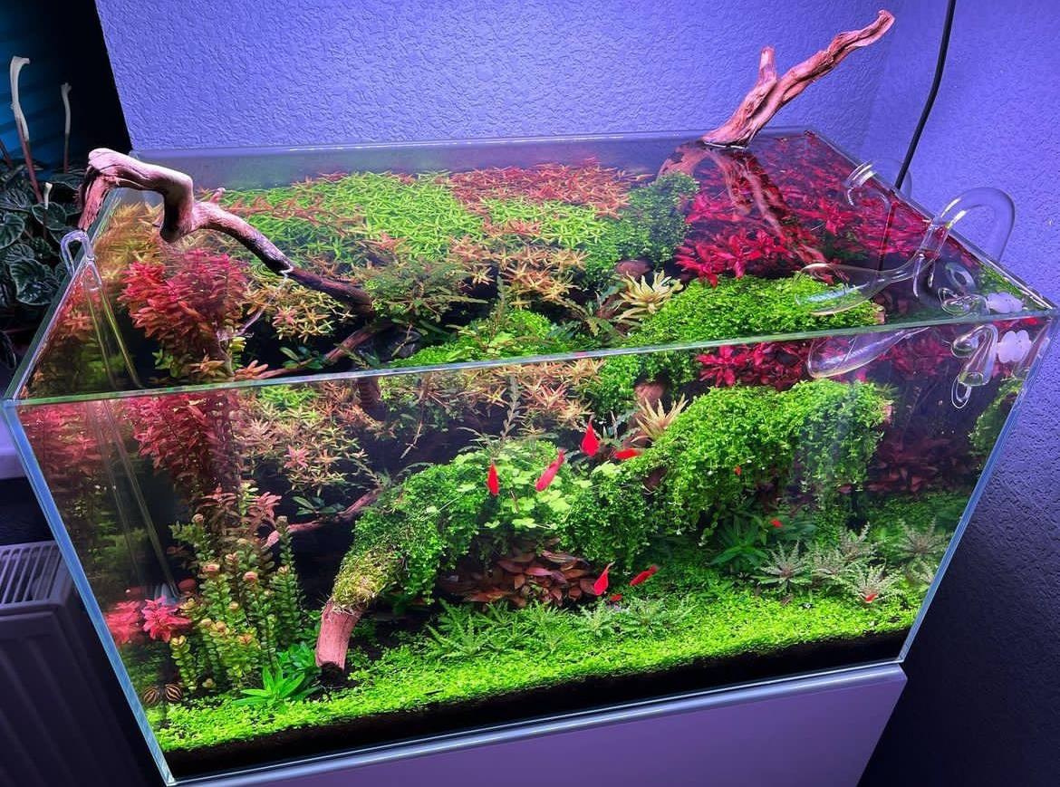 Tanks of my students. Home
