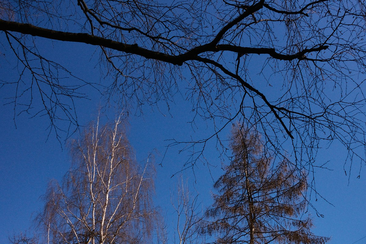 Дневной Сон. Иван Кобяков