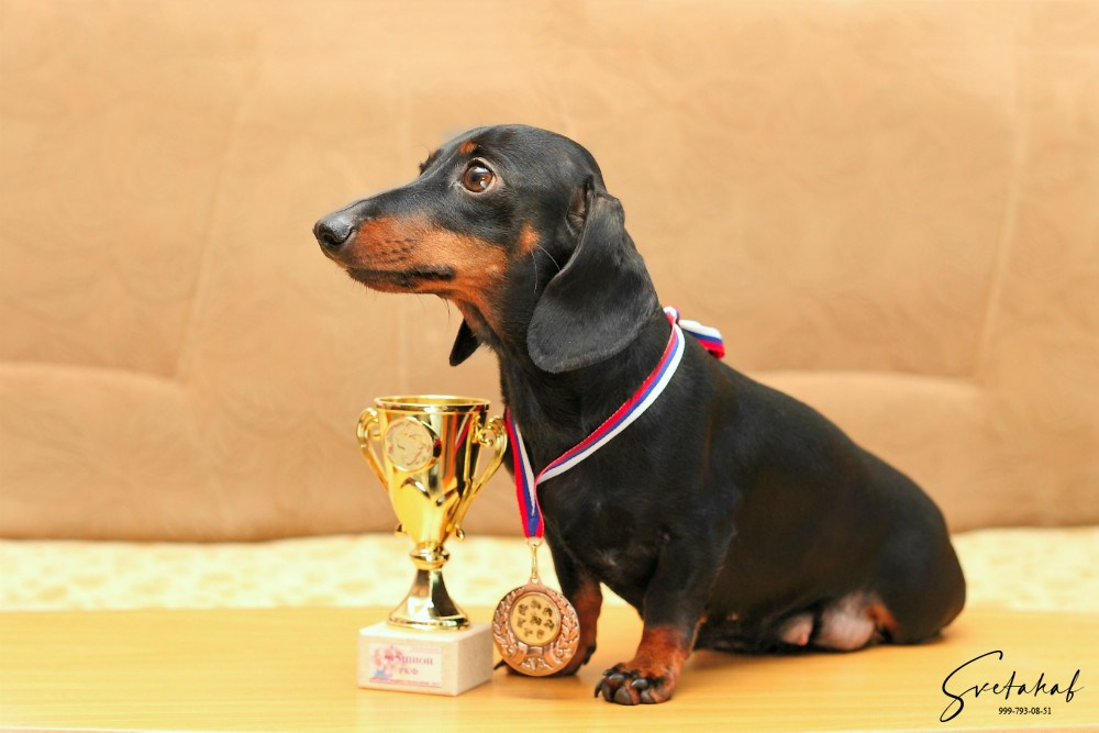Собаки в домашних условиях. Slavilada-Лапки. Свет. Любовь… Профессиональная фотосессия питомцев Для памяти, пристройства и продажи. Хабаровск