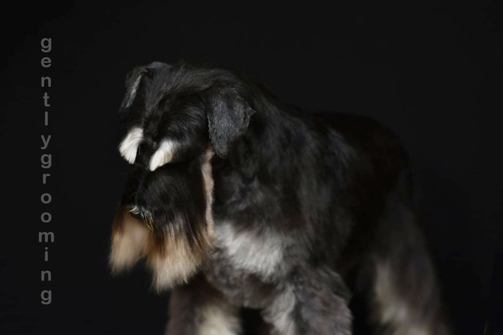 Майбах/Delinso Balance Argyris. Питомник цвергшнауцеров в Беларуси «Делинсо Бэлэнс»