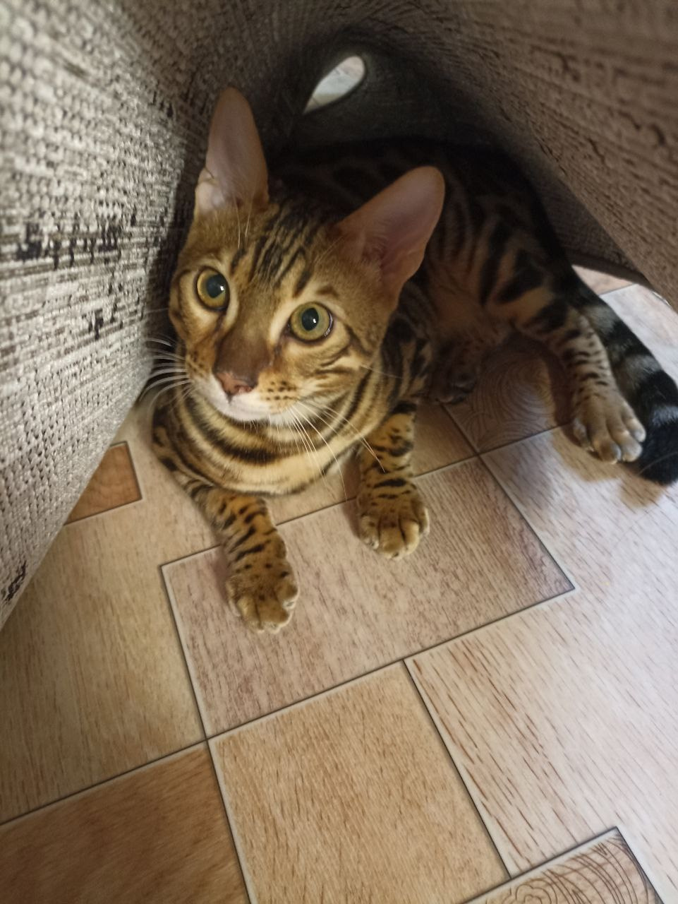 Гостиница для кошек Усики и хвостики, Красноярск