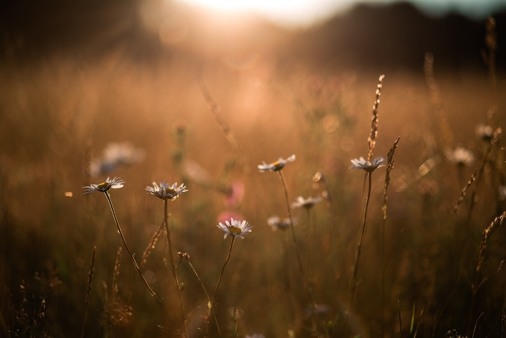 Основы композиции и приемы создания объема в кадре. Фотоцентр Перспектива: выпускные альбомы, фотошкола, курсы фотографии