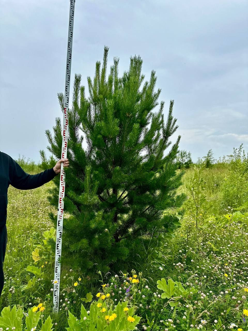 Крупномеры РФ