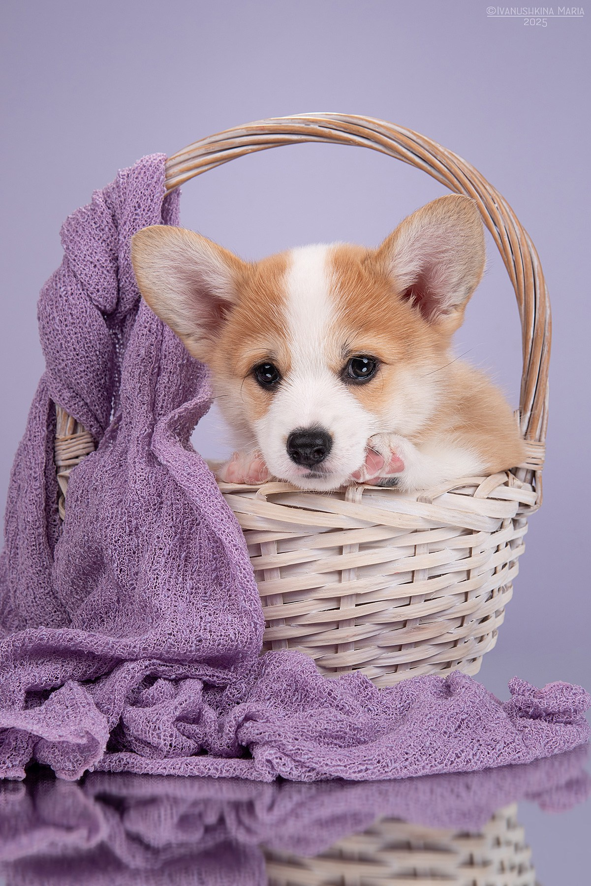 Фотосессия щенков на фонах. Фотограф собак в Москве и Московской области Иванушкина Мария