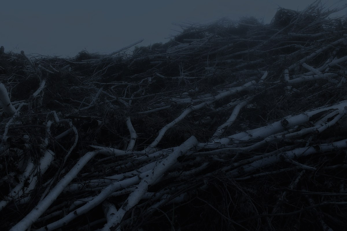 Тропа волн. Julia Altukhova, multimedia artist