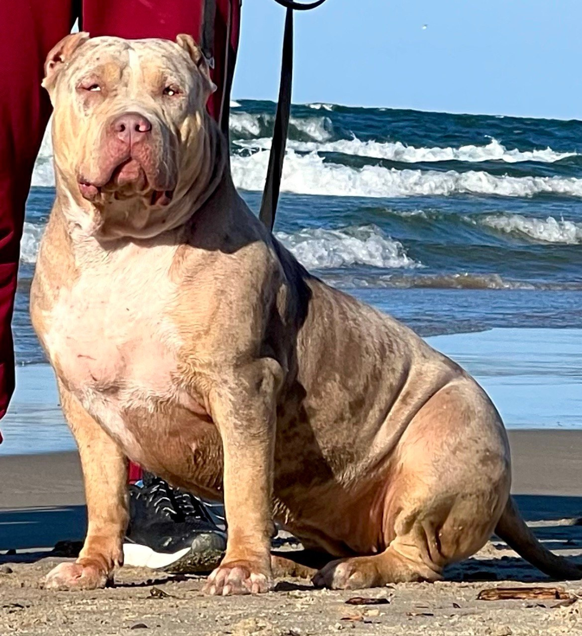 BBK’s Amber. Американские булли XL в г. Калининград. Питомник Great Bully UNIVERSE