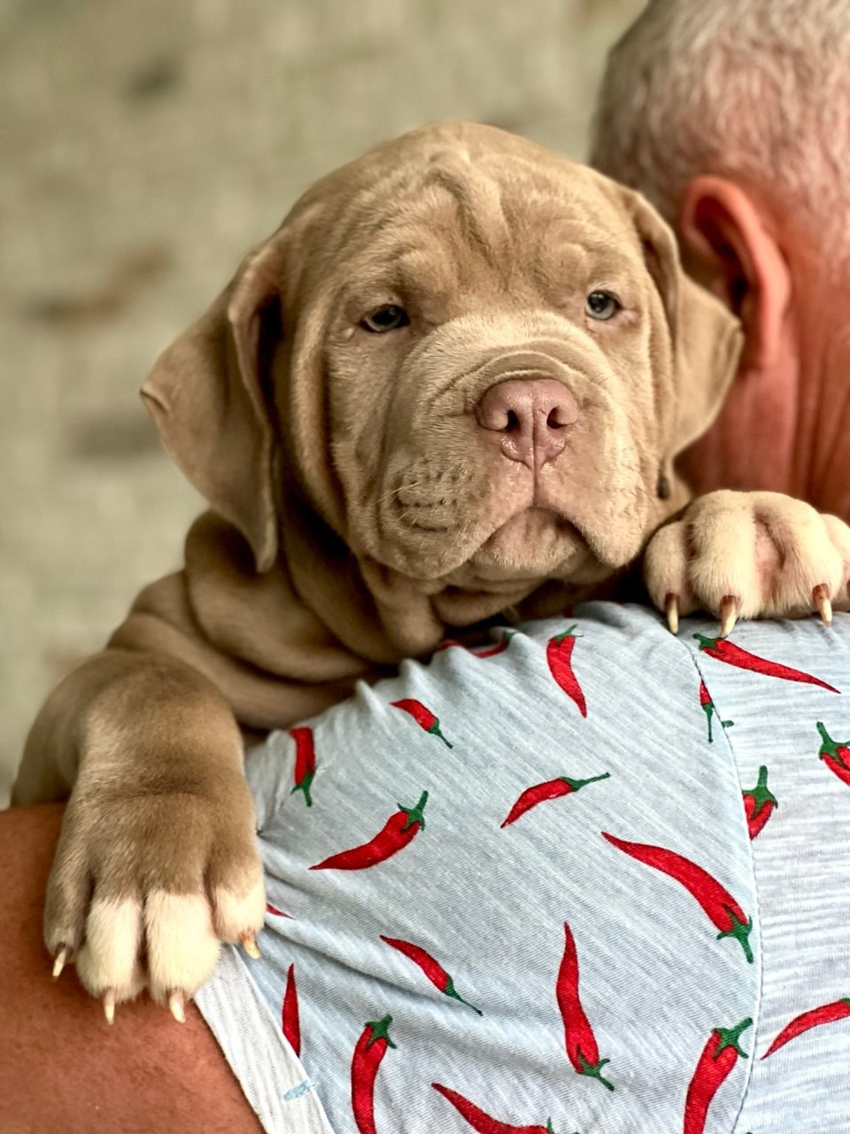 Все свободные щенки. Американские булли XL в г. Калининград. Питомник Great Bully UNIVERSE