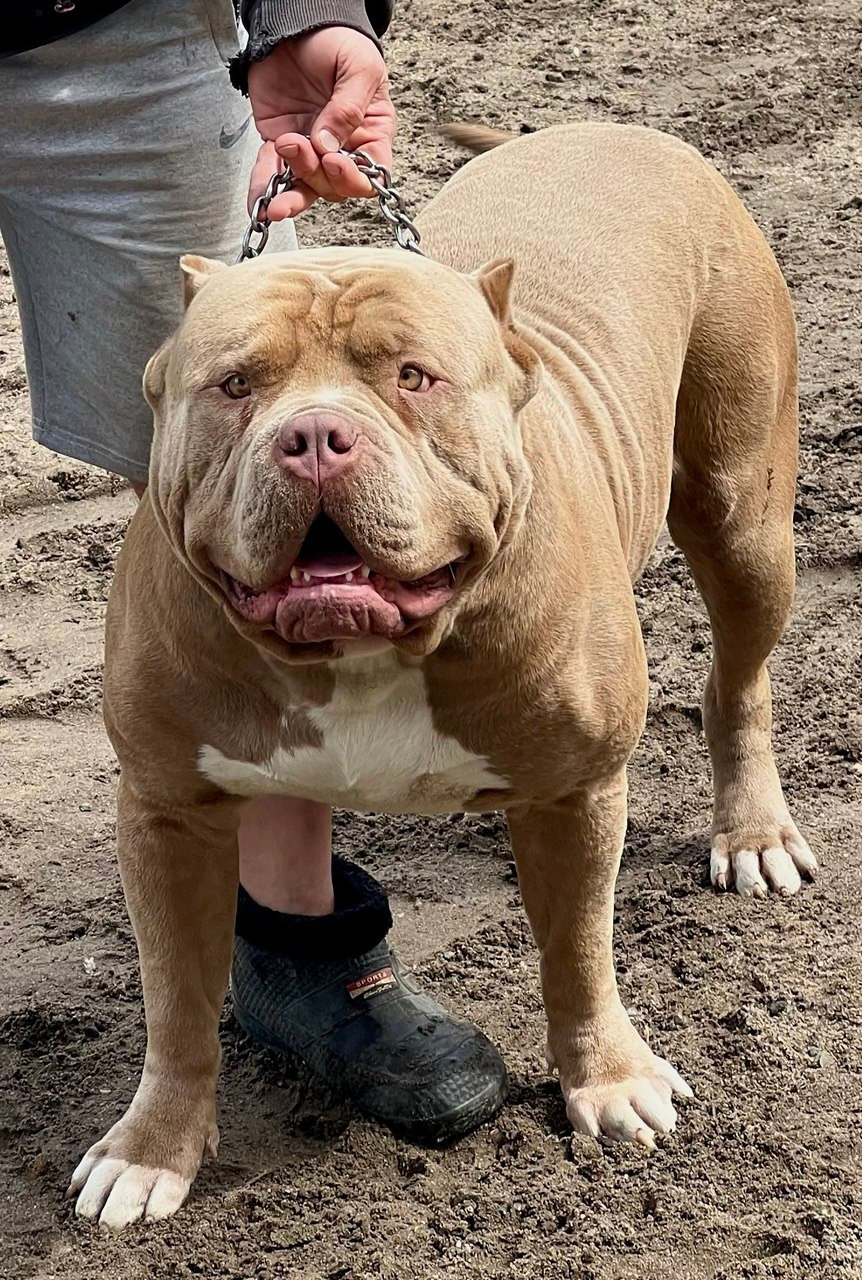 Хантер. Американские булли XL в г. Калининград. Питомник Great Bully UNIVERSE