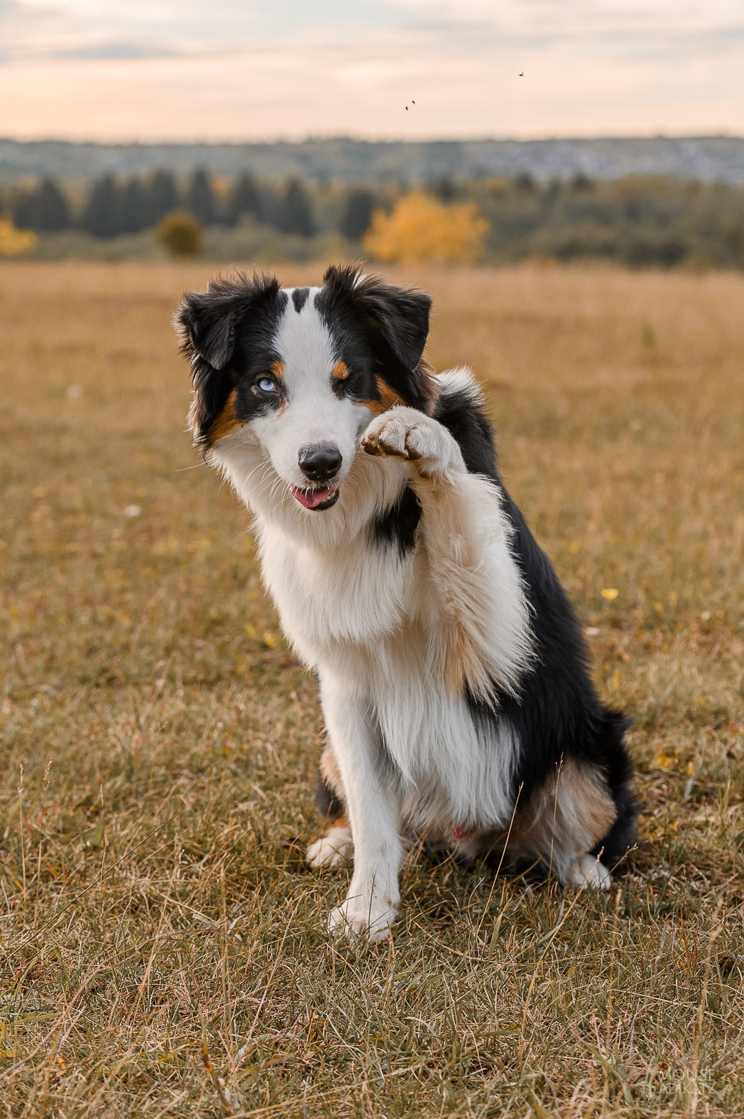 Гелий. BLGKV питомник собак