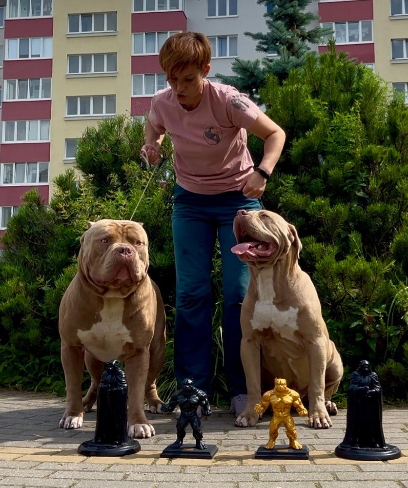 GBU ESKOBAR. Американские булли XL в г. Калининград. Питомник Great Bully UNIVERSE