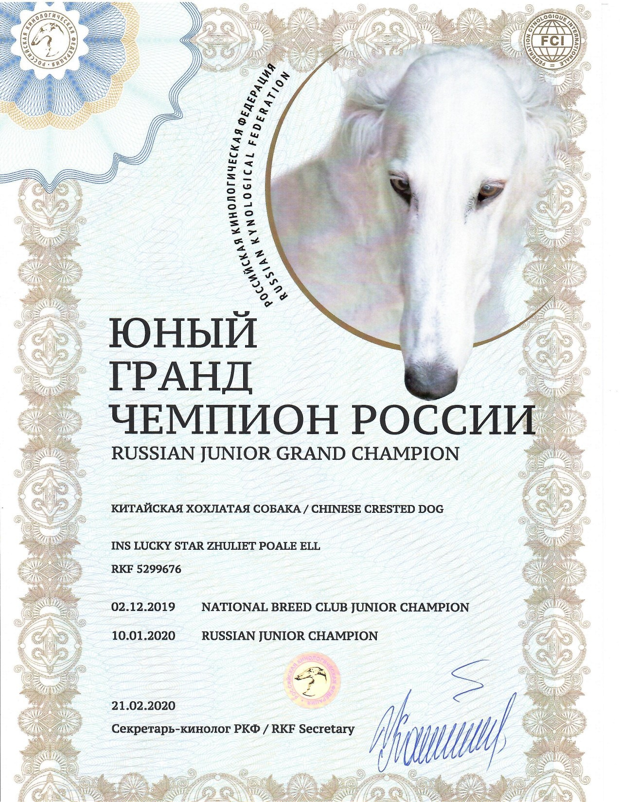 Ins Lucky Star Zhuliet Poale Ell. Питомник китайских хохлатых собак Poale Ell: купить щенка