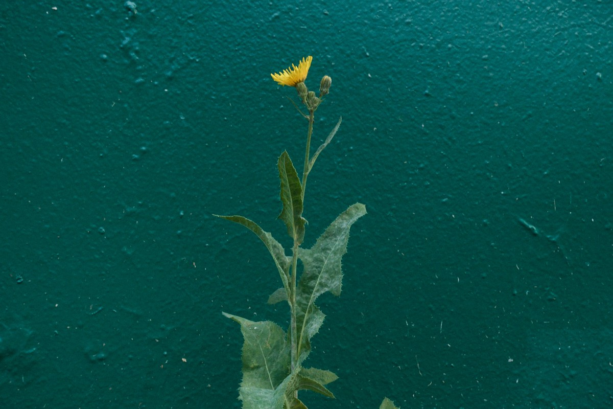 8-9/25. Иван Кобяков