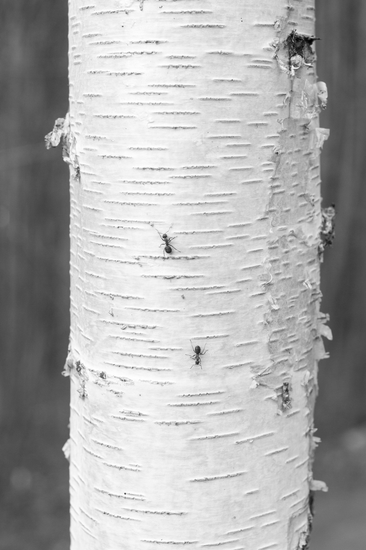 Shunya. Kristina Sergeeva