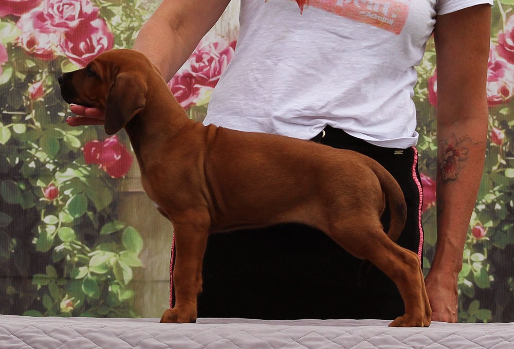 Помет Hakuna Matata. Родезийские Риджбеки в Санкт-Петербурге