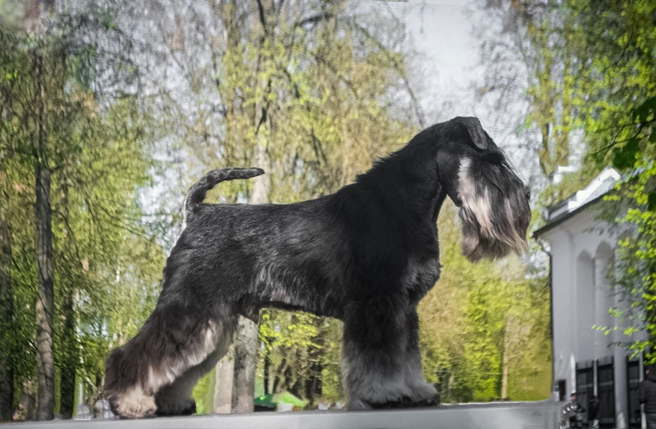 Гелик/ Delinso Balance Enamorado De-Ti. Питомник цвергшнауцеров в Беларуси «Делинсо Бэлэнс»