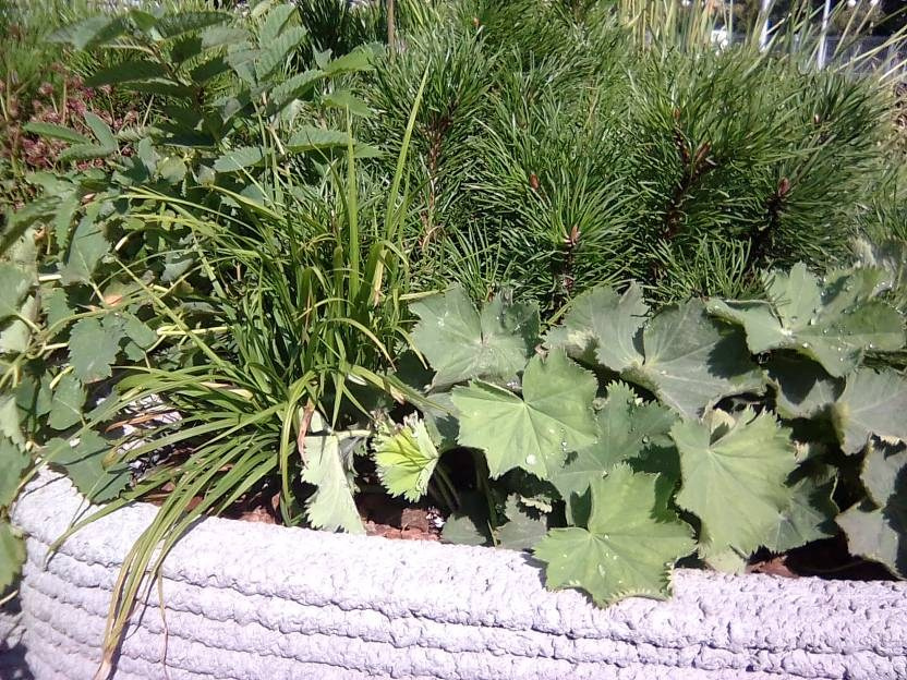 ВНИМАНИЕ! ФЕСТИВАЛЬ ЛАНДШАФТНОГО СТРОИТЕЛЬСТВА. 俄罗斯设计估算