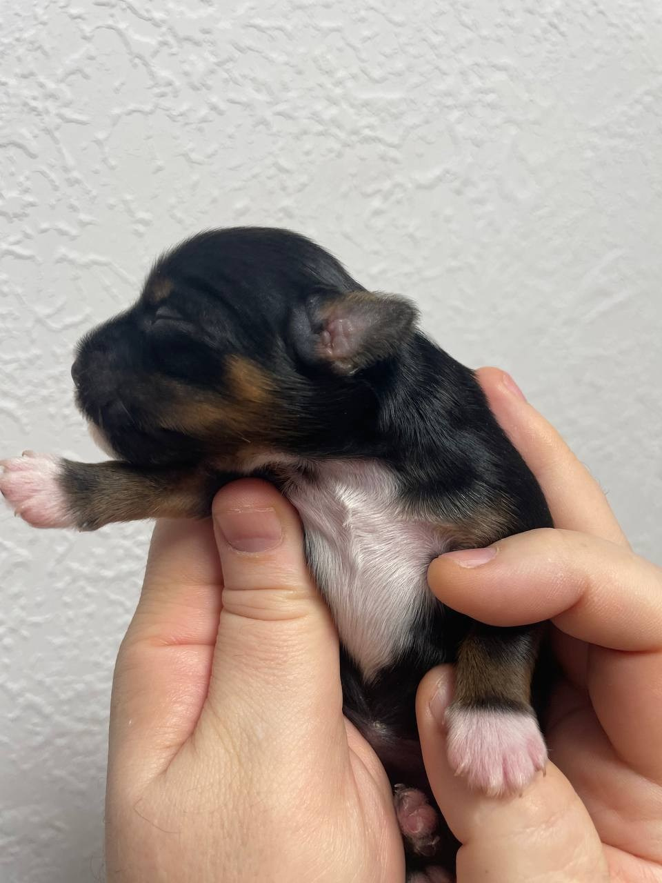 Poale Ell Grace неделя