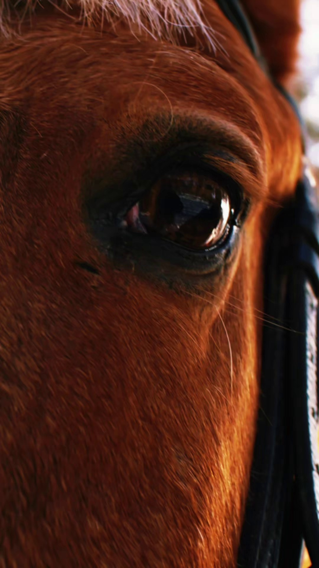 Коммерческие проекты. Ширяева Ольга