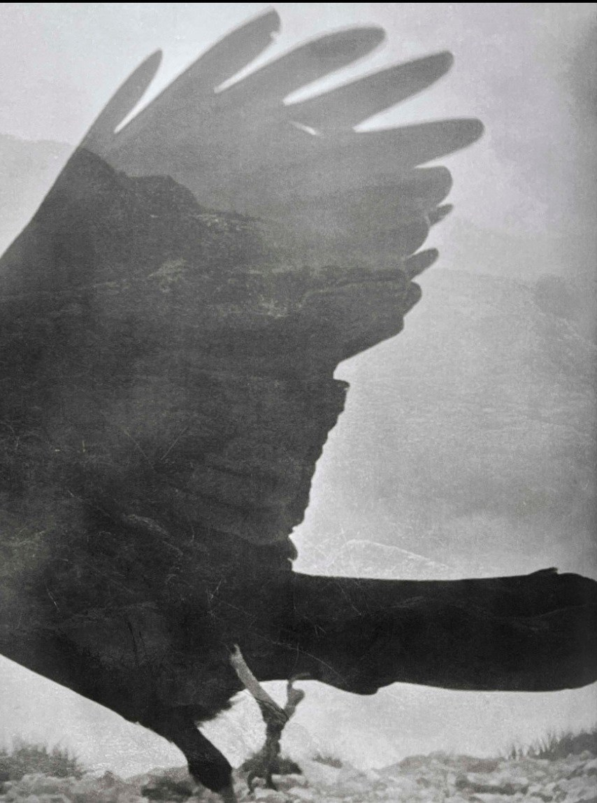 Книга «Gertrud» Мэй Дэниелс (Maja Daniels). Private image