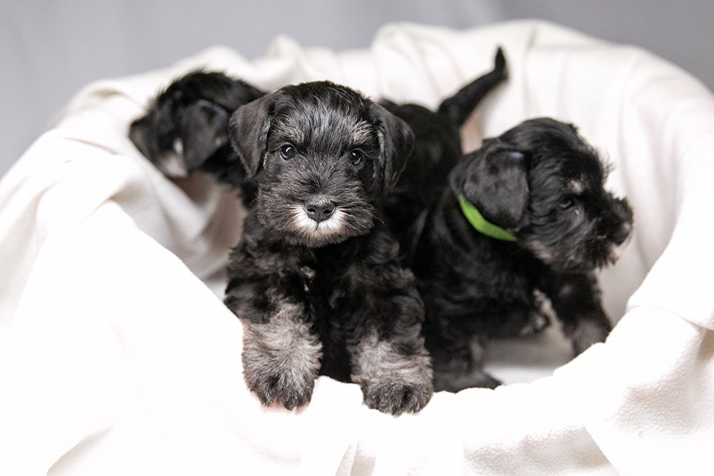 щенок цвергшнауцера