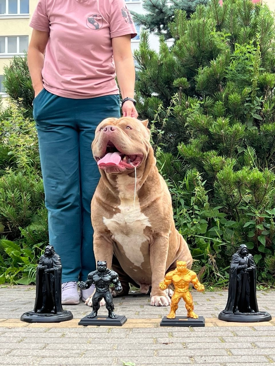 Американские булли XL в г. Калининград. Питомник Great Bully UNIVERSE