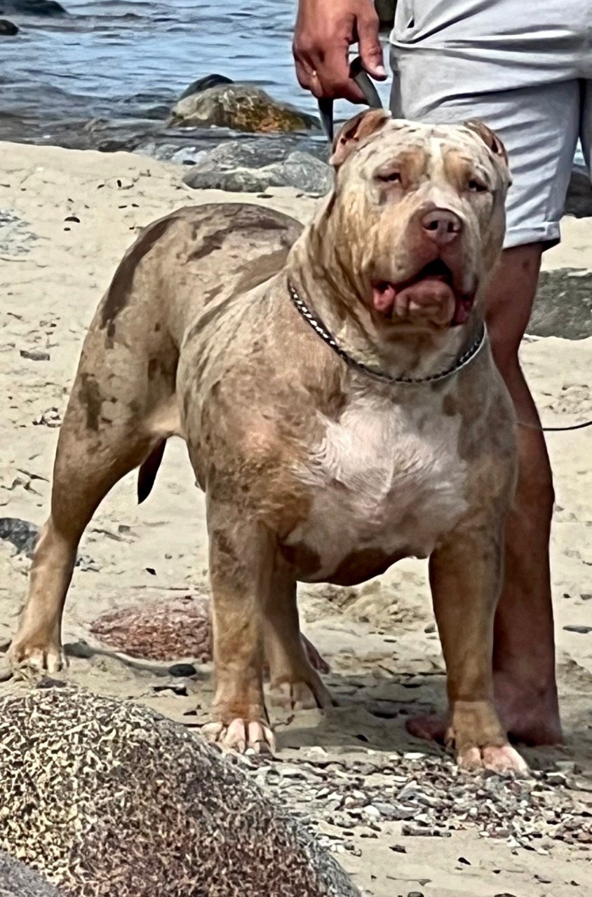 BBK’s Amber. Американские булли XL в г. Калининград. Питомник Great Bully UNIVERSE