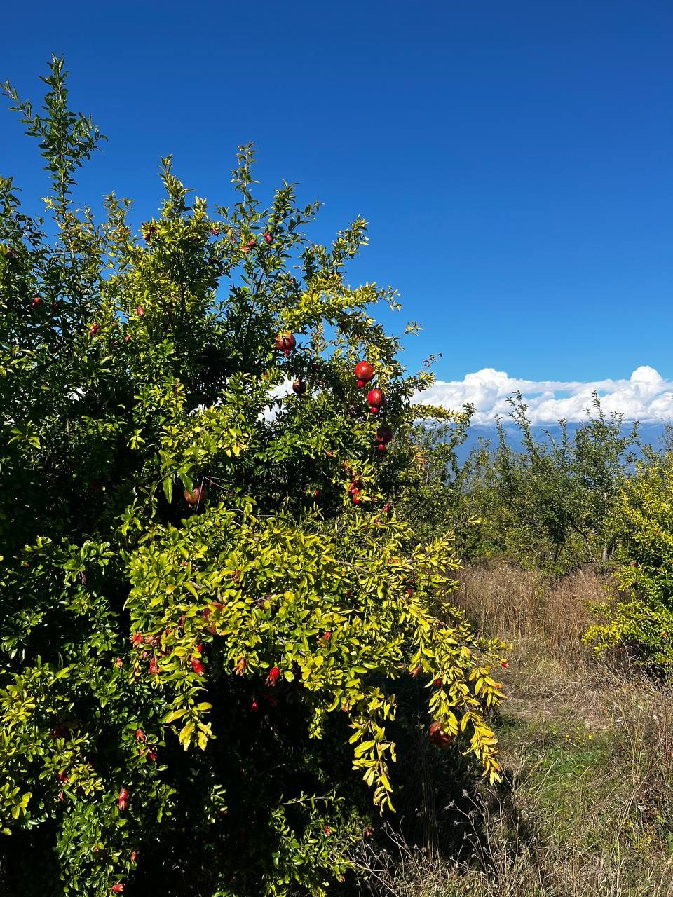 Интересные места Кахетии