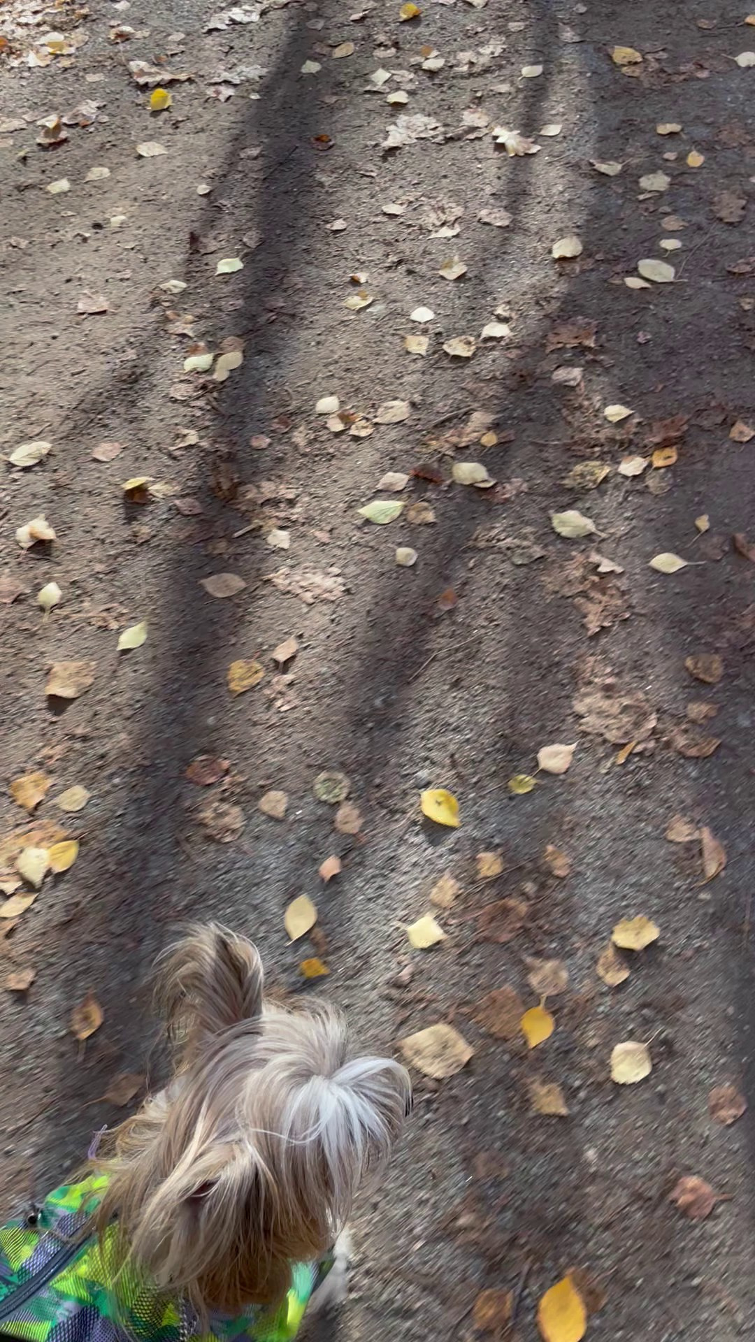 Честер и ко. осенью в Тропарево. Питомник китайских хохлатых собак Poale Ell: купить щенка в питомнике