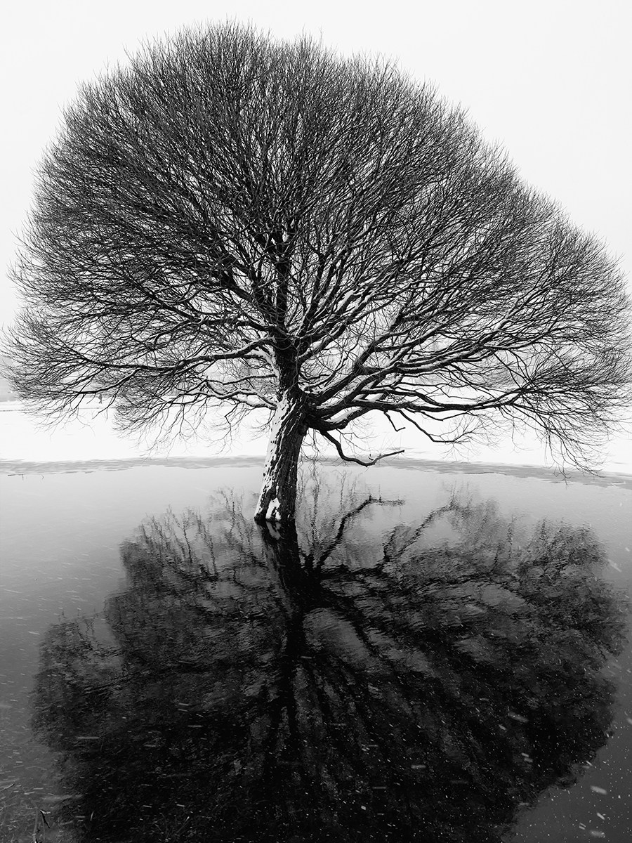 A row of leafless winter trees reflected in still black water. Minimalist landscape evoking calm, symmetry, and quiet introspection.